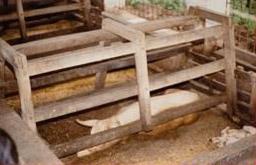 Farrowing/rearing pen with sow confined