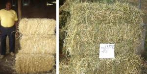 Grass hay