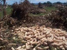 Harvesting maize at dry grain stage widely practiced.