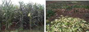 Maize harvesting 