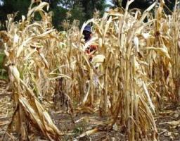 Maize ready for harvest