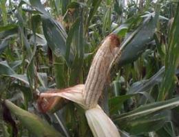 Maize cob