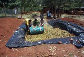 Sorghum silage made in a pit by smallholder dairy farmer in Gilgil, Nakuru District