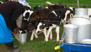 Using right utensils for hygienic milk handling