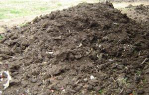 Compost manure, just before application