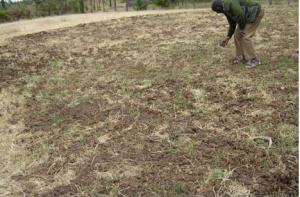 Manure spreading in pasture field