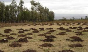 Manure: Heaping before spreading