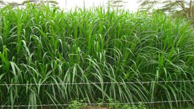 Napier grass 