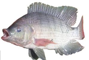 Nile tilapia 