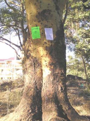 Notices pinned on tree