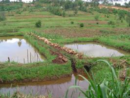 Poorly constructed earthen ponds