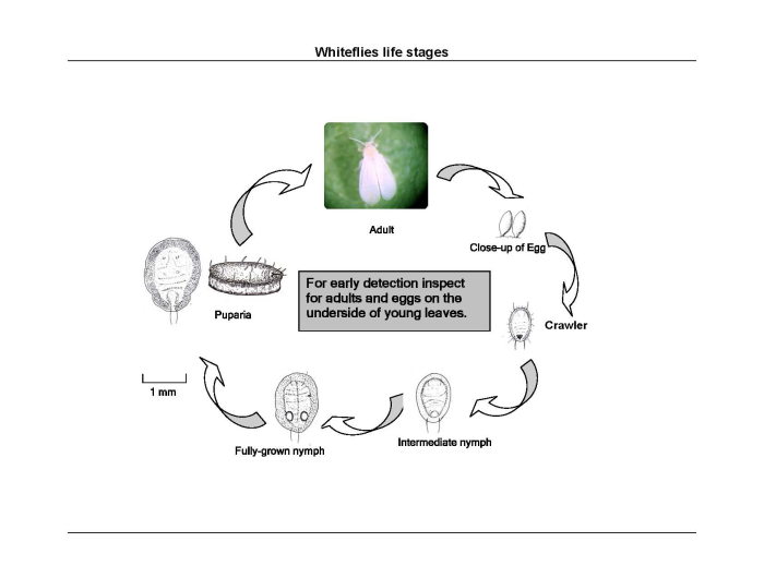 Whitefly life stages