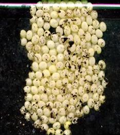 Eggs of Achatina fulica