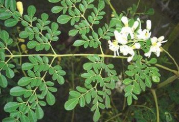 Moringa leaves