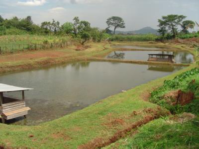 Small Scale Fish Farm.