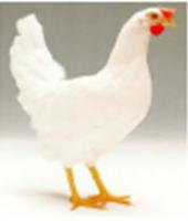 White Leghorn