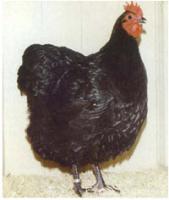 Australorp