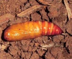 Black cutworm