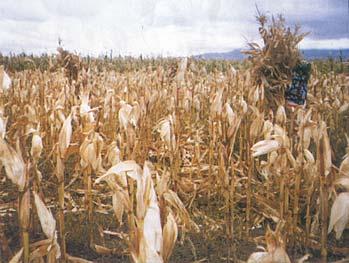 Maize