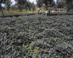 Sweet potato vines