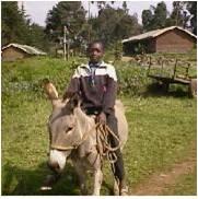 A boy riding on a donkey