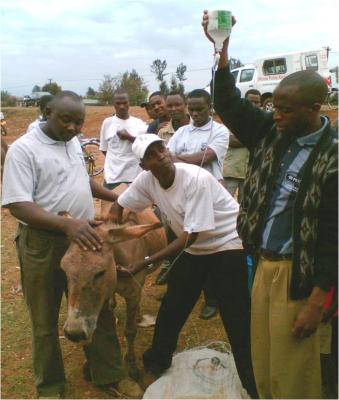 A donkey undergoing treatment