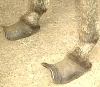 Overgrown donkey hooves should be trimmed a month earlier