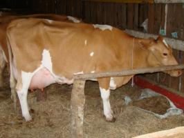 Guernsey cow 