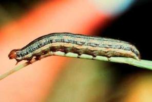 African armyworm.