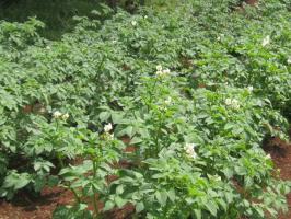Potato crop flowering