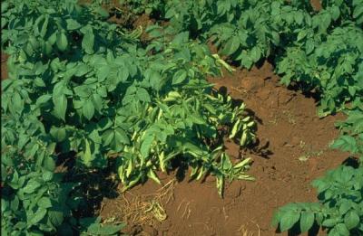 Potato Leaf Roll Virus 1