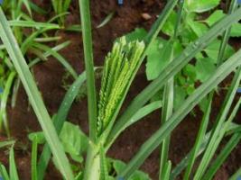 Finger Millet