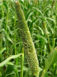 Pearl Millet