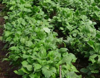 Mungbean crop