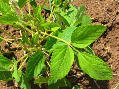 Soybean plant close-up of foliage