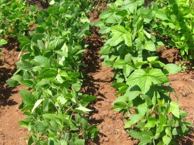 Soybean plants