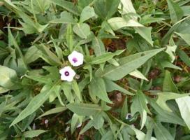 "KEMBO 10" leaves and flower