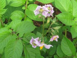 Potato variety 'Asante'
