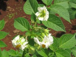 Potato variety 'Tigoni'