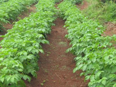 Potato mother plants widely spaced for production of basic seed