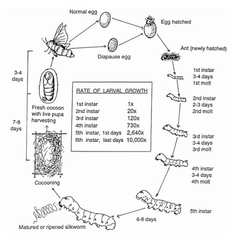 Lifecycle of a silkworm