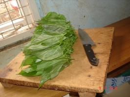 Fresh leaves ready for chopping