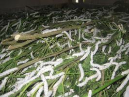 instar silkworms feeding on shoots