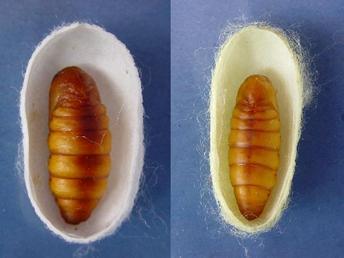 Fully formed pupa