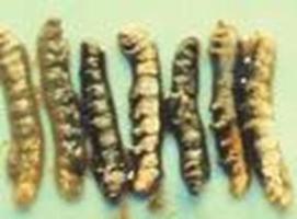 Larvae upon dying