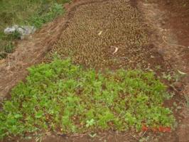 Newly Established Nursery