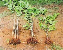 Uprooted Saplings