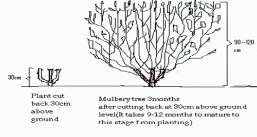 Pruned Tree Showing Fist