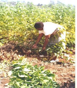 Harvesting Shoots