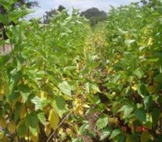 Over Mature and Yellowed Shoots